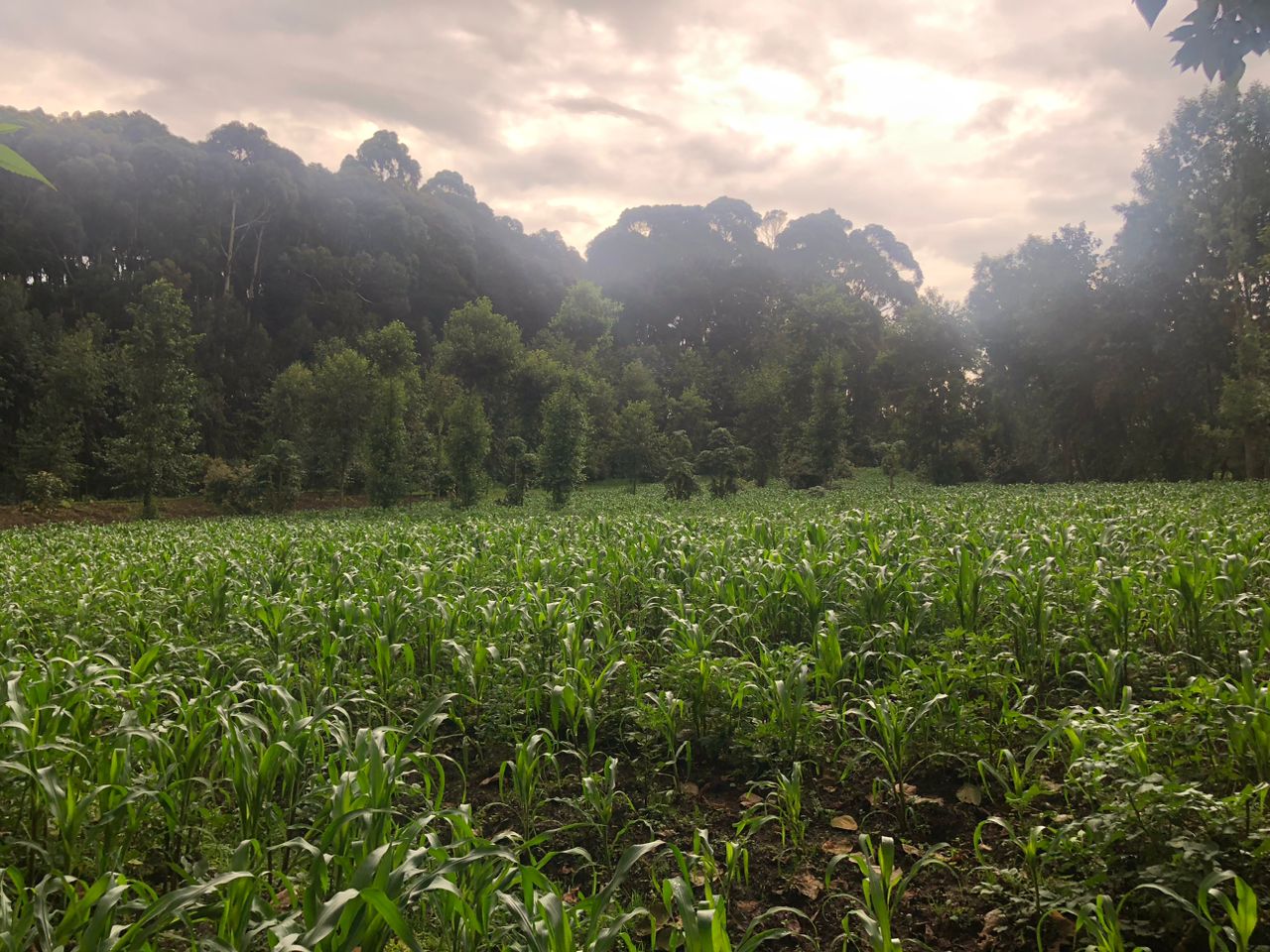 CR 089 LAND FOR SALE IN KINIGI, MUSANZE