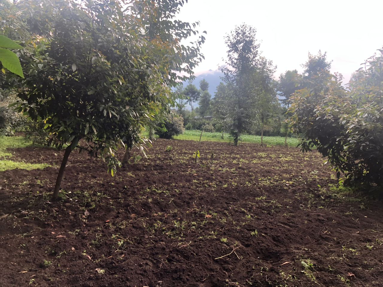 CR 089 LAND FOR SALE IN KINIGI, MUSANZE